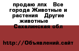 продаю лпх - Все города Животные и растения » Другие животные   . Сахалинская обл.